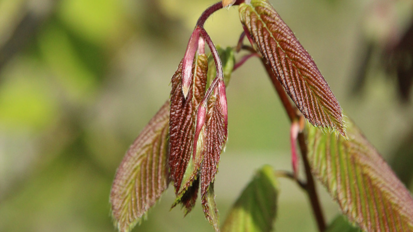 Carpinus cordata Blatt