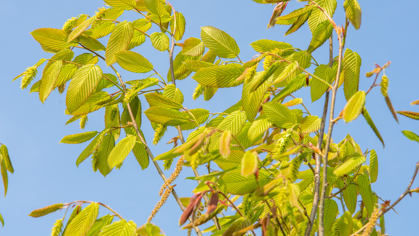 Carpinus cordata Blatt