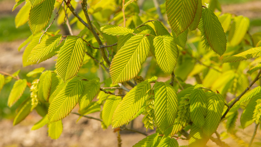 Carpinus cordata Blatt