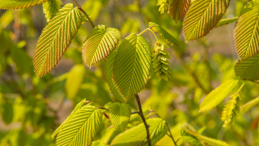 Carpinus cordata Blatt