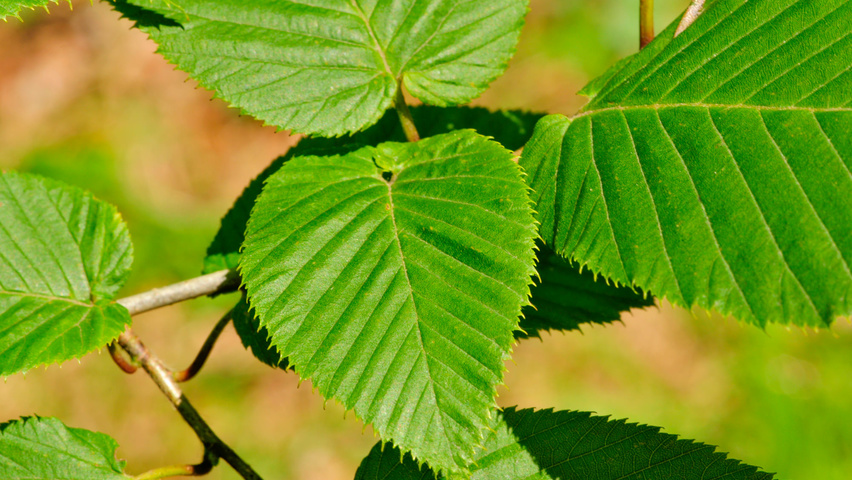 Carpinus cordata Blatt
