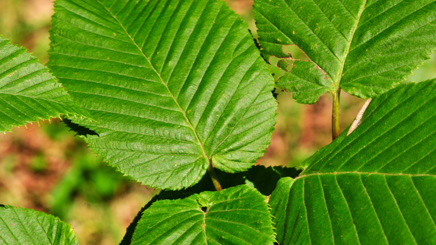 Carpinus cordata Blatt