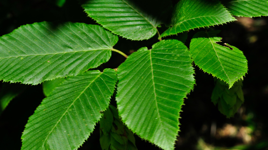 Carpinus cordata Blatt