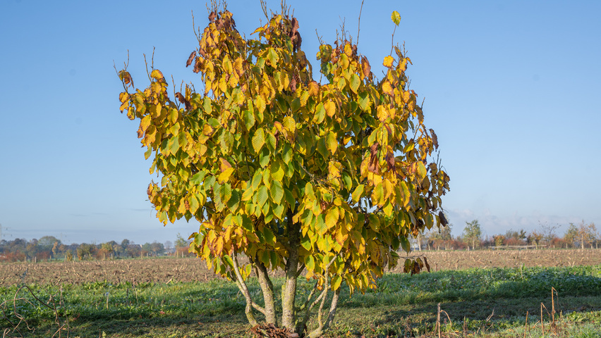 Carpinus cordata mehrstämmige