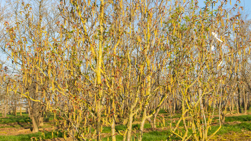 Carpinus cordata Solitärgehölze