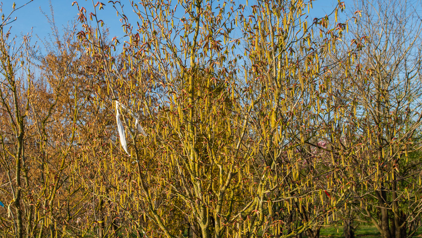 Carpinus cordata Solitärgehölze