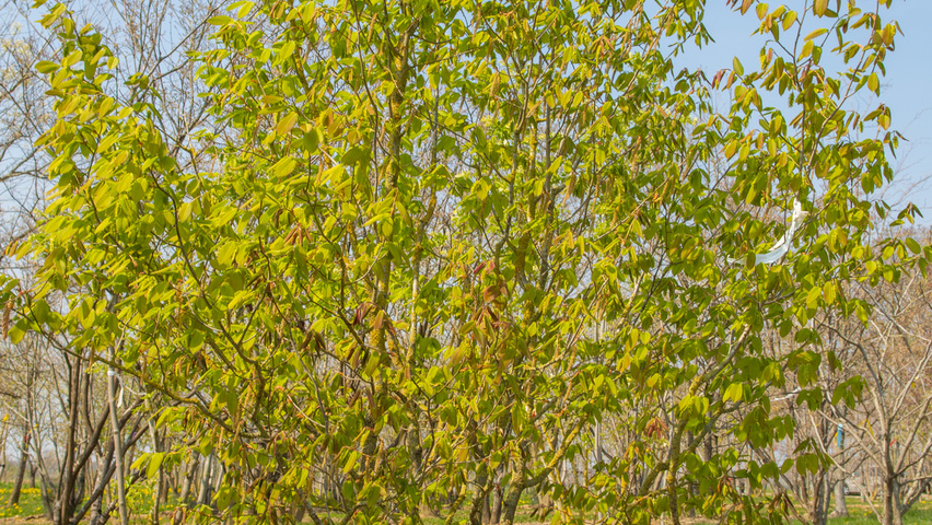 Carpinus cordata Solitärgehölze