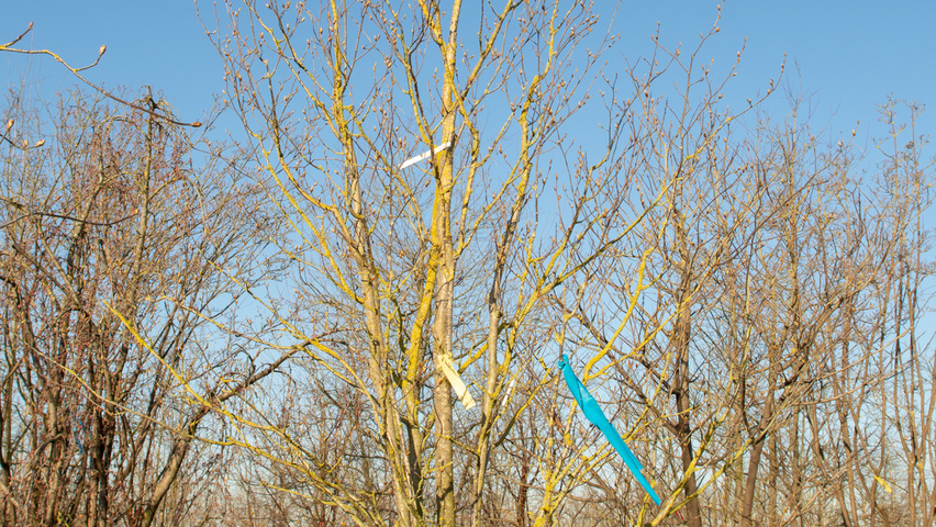 Carpinus cordata Solitärgehölze