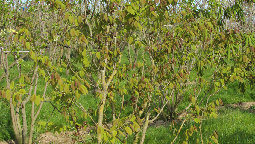 Carpinus cordata Solitärgehölze