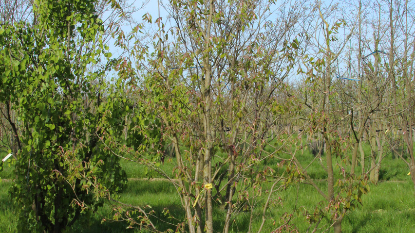Carpinus cordata Solitärgehölze