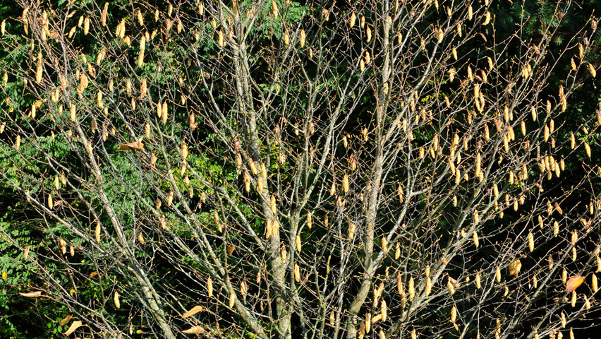 Carpinus cordata Solitärgehölze
