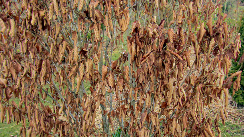 Carpinus cordata Solitärgehölze