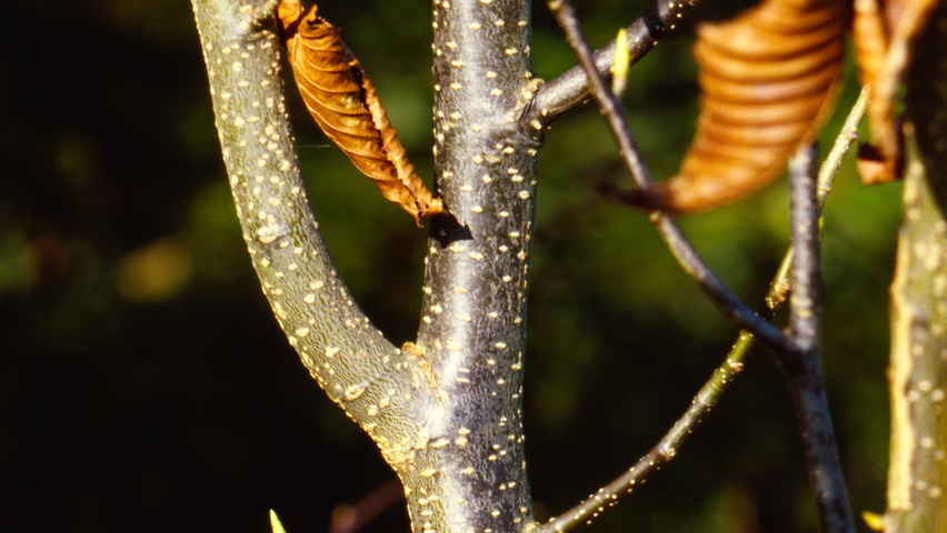 Carpinus cordata Zweige