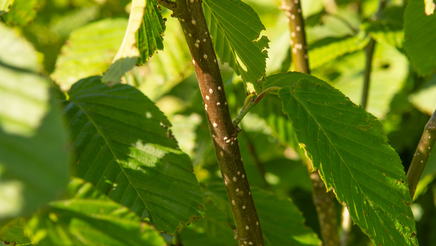 Carpinus cordata Zweige