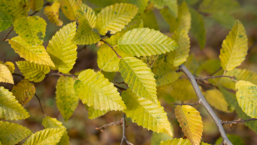Carpinus coreana liście jesienią