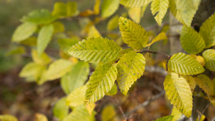 Carpinus coreana liście jesienią