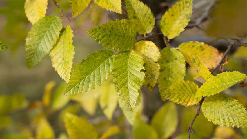Carpinus coreana liście jesienią