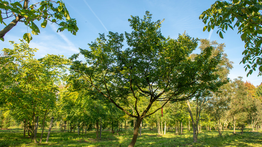 Carpinus coreana chatakterystyczne