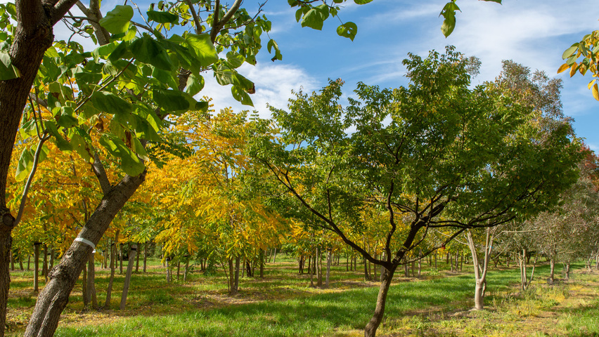 Carpinus coreana chatakterystyczne