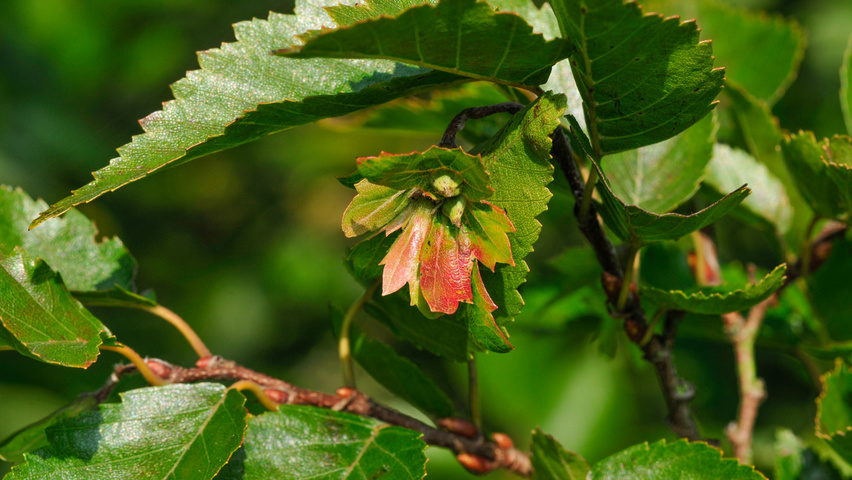 Carpinus coreana owoce