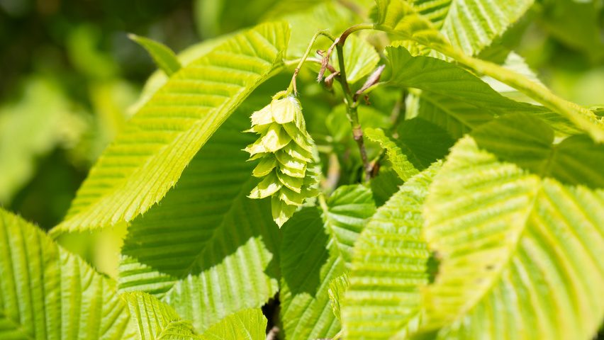 Carpinus coreana owoce