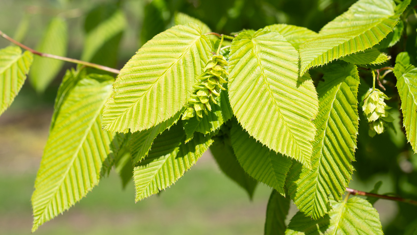 Carpinus coreana owoce