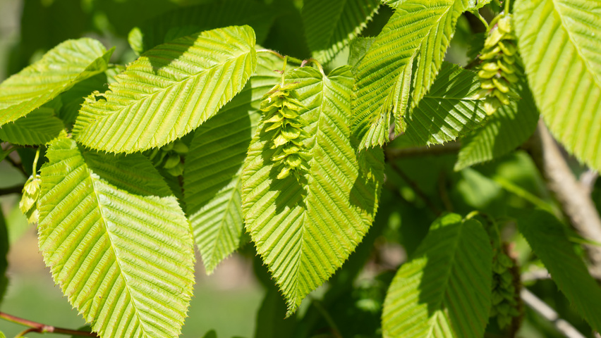 Carpinus coreana owoce