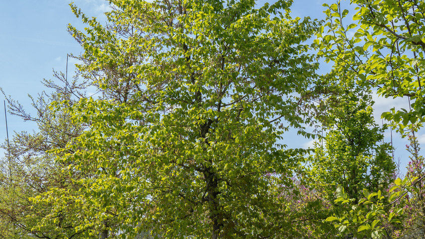 Carpinus coreana pienne