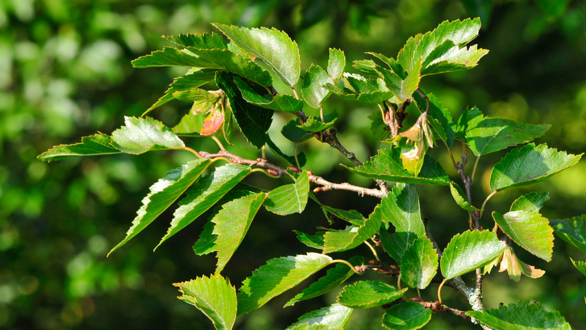 Carpinus coreana liście
