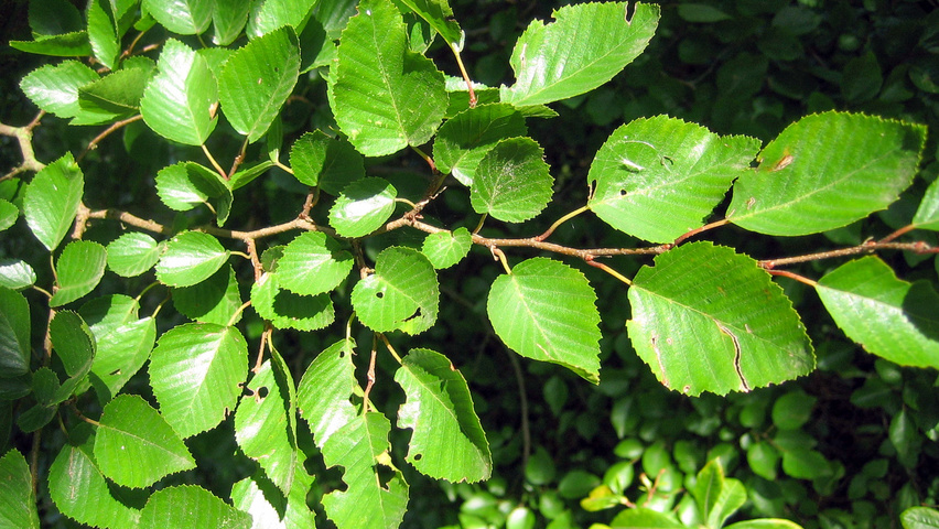 Carpinus coreana liście