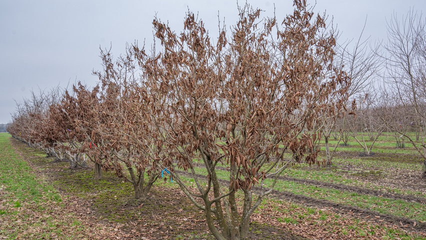 Carpinus coreana wielopniowy