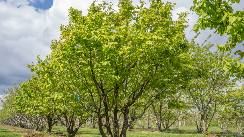 Carpinus coreana wielopniowy