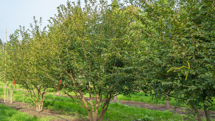 Carpinus coreana wielopniowy