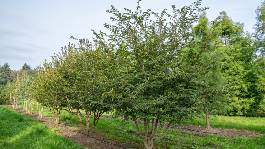Carpinus coreana wielopniowy