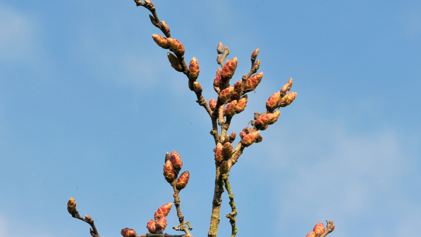 Carpinus coreana pędy