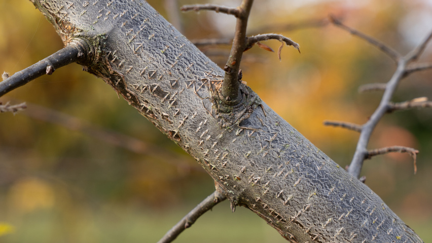 Carpinus coreana pędy