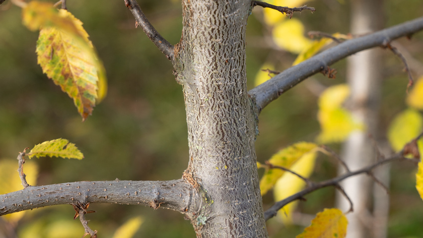 Carpinus coreana pędy
