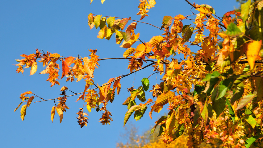 Carpinus henryana autumn leaves