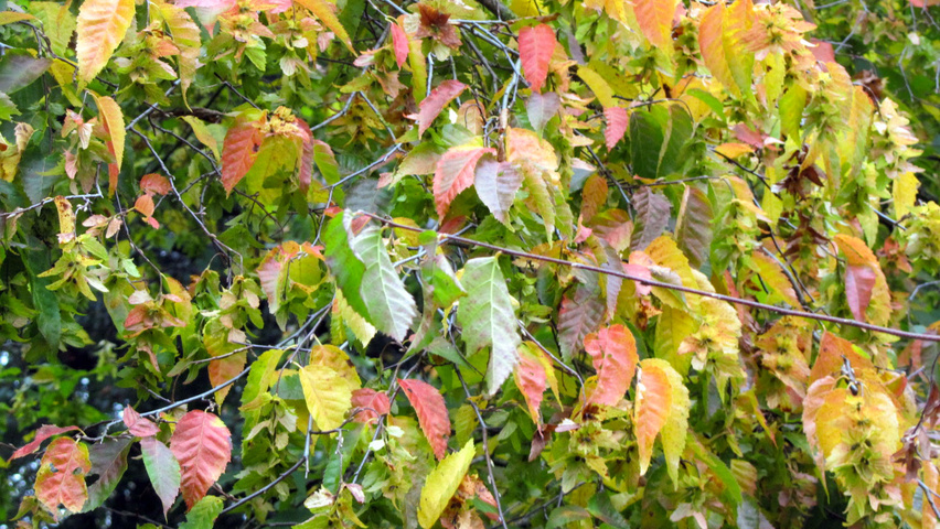 Carpinus henryana autumn leaves