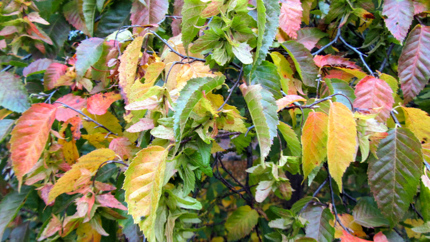 Carpinus henryana autumn leaves