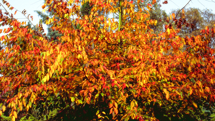 Carpinus henryana autumn leaves