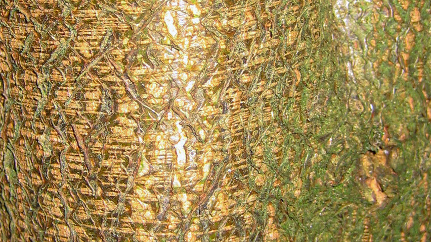 Carpinus henryana bark