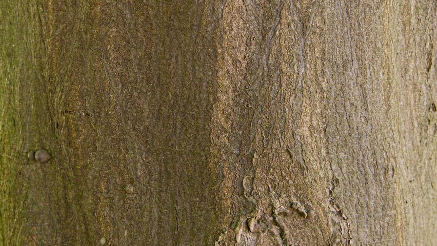 Carpinus henryana bark