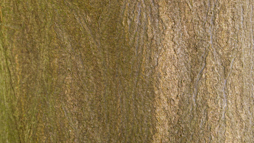 Carpinus henryana bark