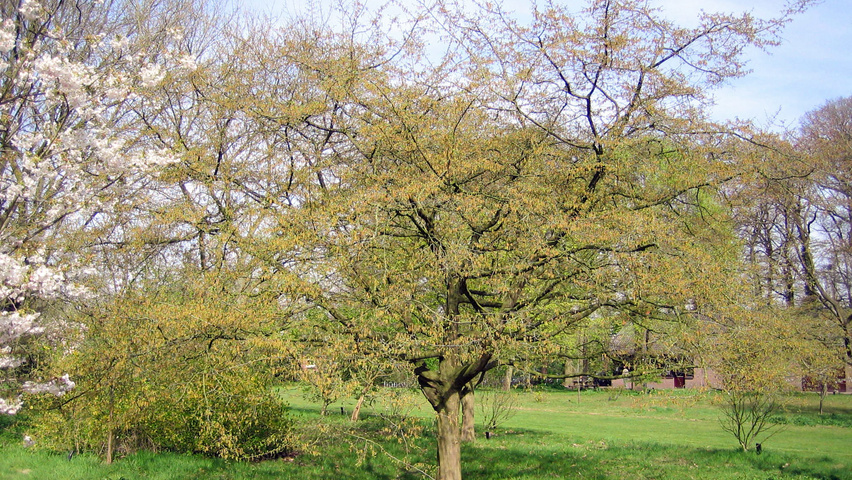 Carpinus henryana characteristic