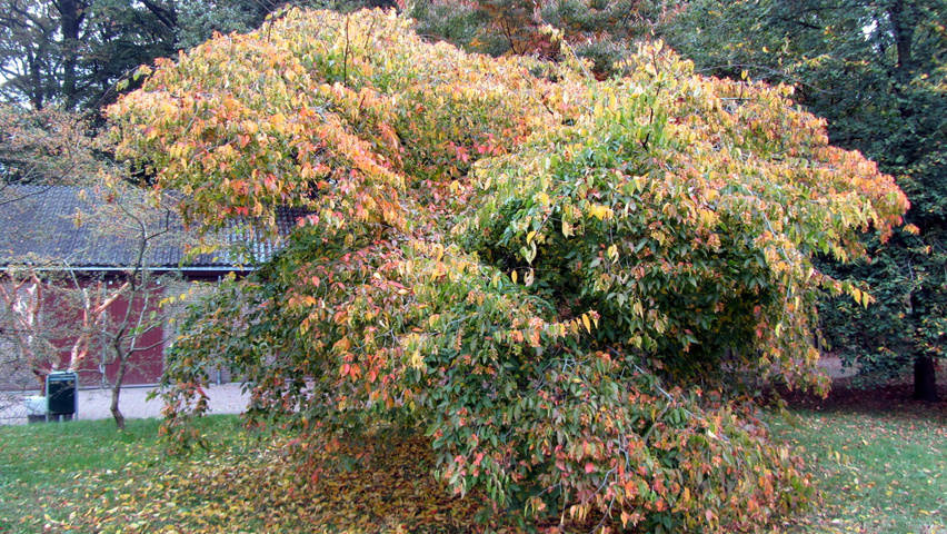 Carpinus henryana characteristic