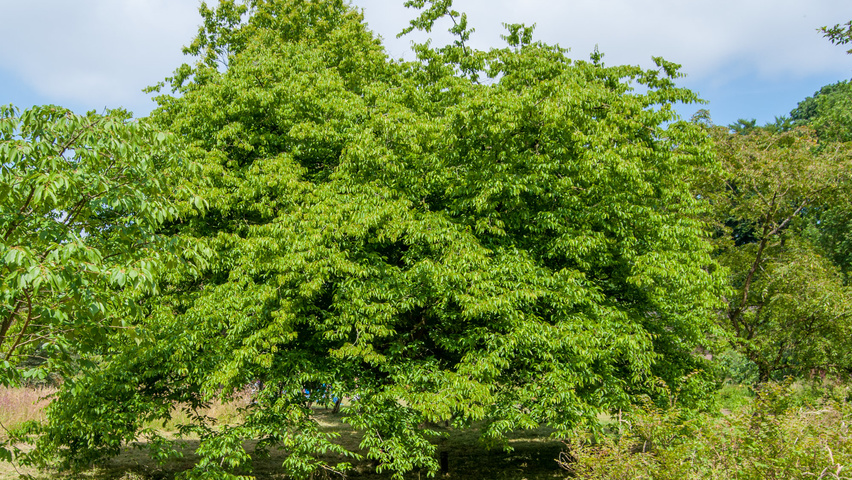 Carpinus henryana characteristic