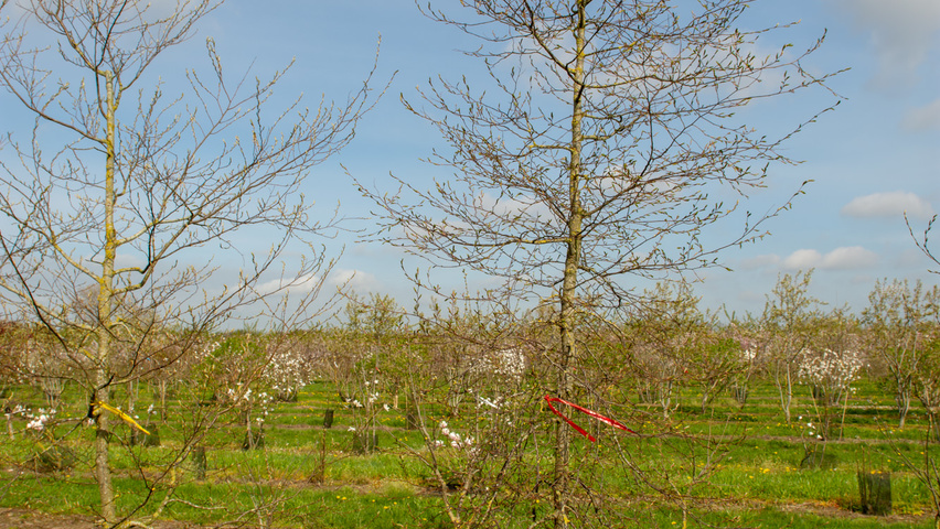 Carpinus henryana feathered