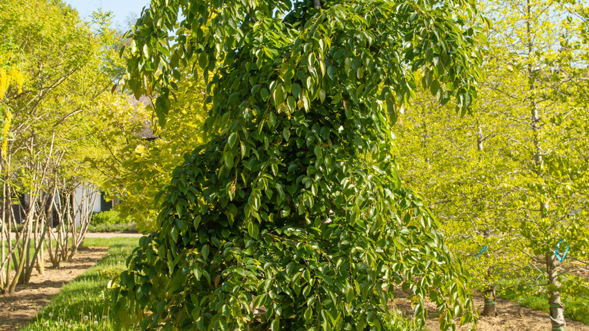 Carpinus henryana feathered