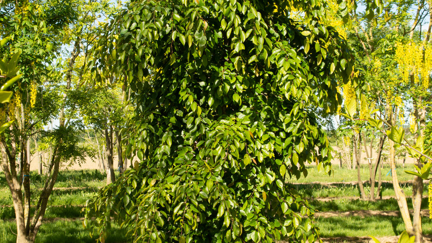 Carpinus henryana feathered